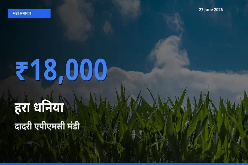 दादरी एपीएमसी मंडी में हरा धनिया ₹18,000 पर पहुँचा – आज का सर्वोच्च भाव