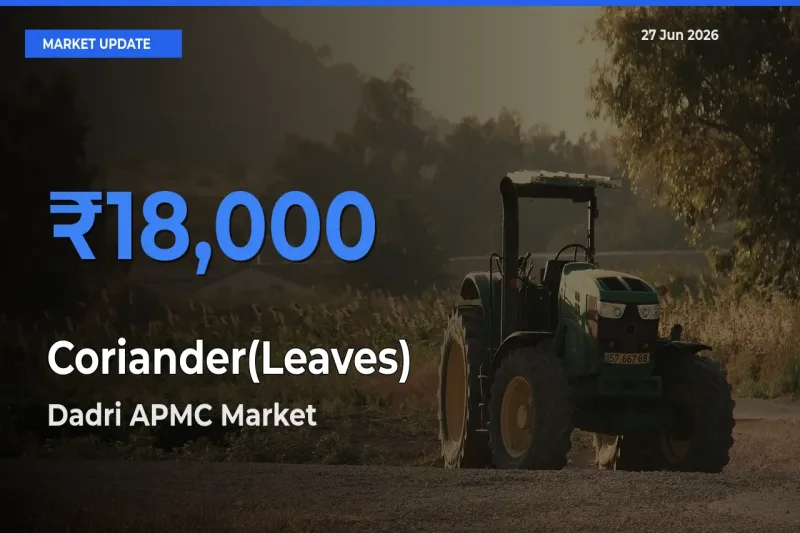 Dadri APMC Emerges as Top Mandi for Coriander(Leaves) Prices Today