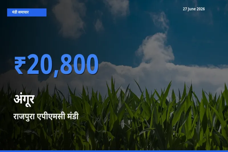 आज अंगूर के सबसे ऊँचे दाम ₹20,800 राजपुरा एपीएमसी मंडी में