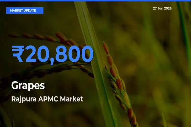Farmers Prefer Rajpura APMC as Grapes Hits Highest Rate