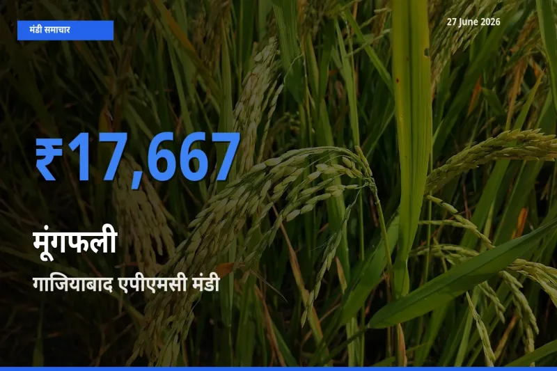 आज मूंगफली के सबसे ऊँचे दाम ₹17,667 गाजियाबाद एपीएमसी मंडी में