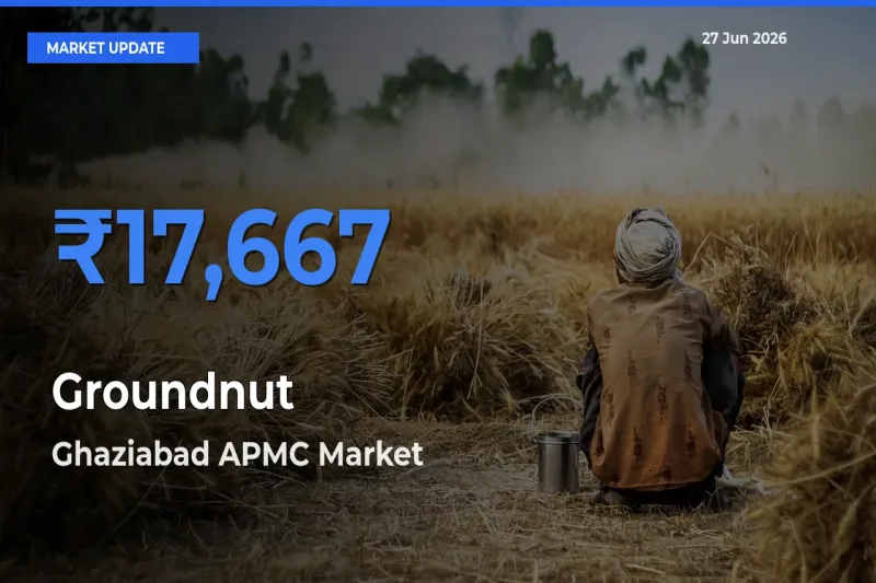 Ghaziabad APMC Offers ₹17,667 – Highest Groundnut Rate Today