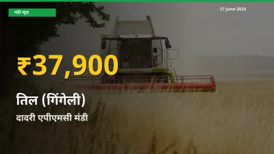 दादरी एपीएमसी में तिल (गिंगेली) ₹37,900 पर पहुँचा – अब तक का उच्चतम भाव