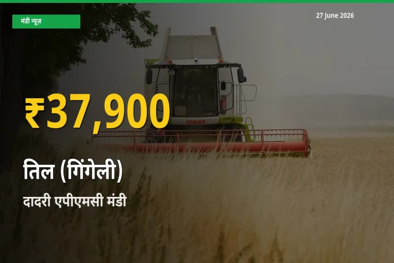 दादरी एपीएमसी में तिल (गिंगेली) ₹37,900 पर पहुँचा – अब तक का उच्चतम भाव