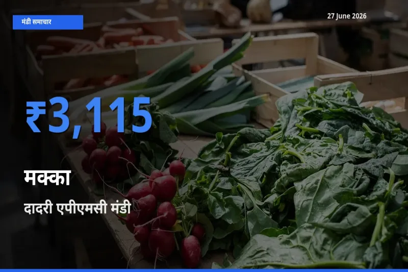 आज मक्का के सबसे ज़्यादा दाम दादरी एपीएमसी मंडी में दर्ज