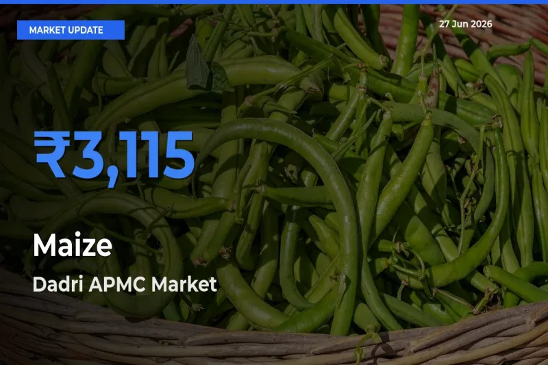 Top Performer! Dadri APMC Offers Best Maize Price Today