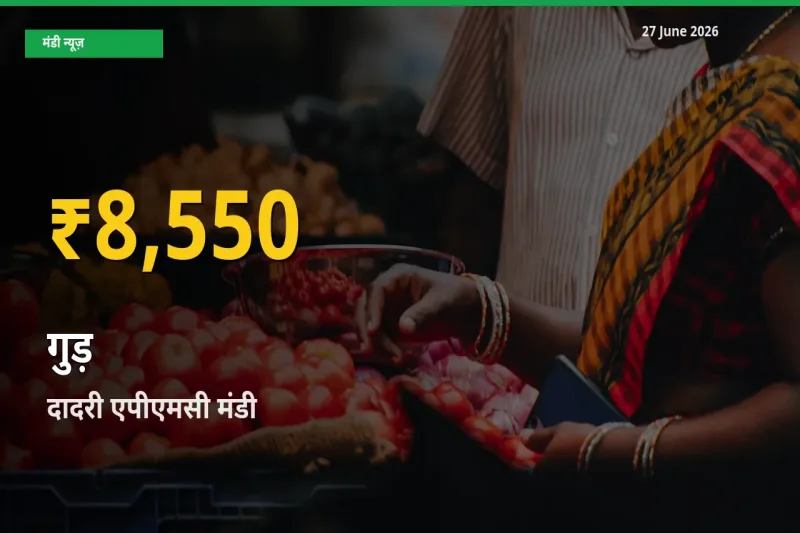 रिकॉर्ड तेज़ी! दादरी एपीएमसी में गुड़ ₹8,550 पर पहुँचा