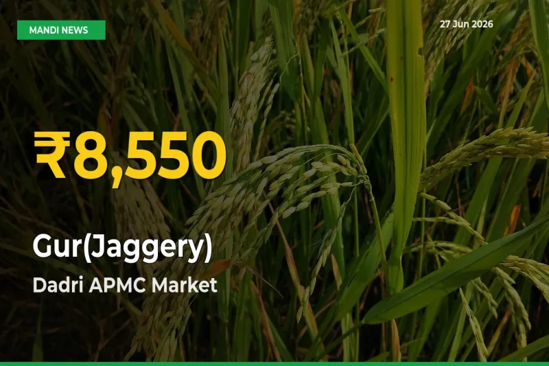 Why Gur(Jaggery) Prices Are Climbing in Dadri APMC – Today’s New High Explained