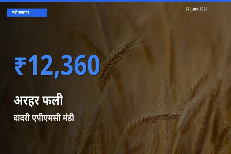 किसानों की पसंद बना दादरी एपीएमसी, अरहर फली के सबसे अच्छे दाम