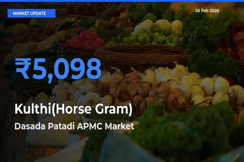 Top Performer! Dasada Patadi APMC Offers Best Kulthi(Horse Gram) Price Today