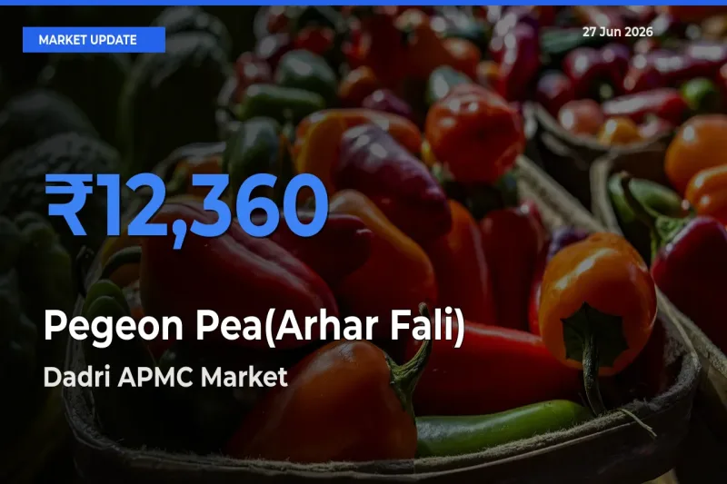 Top Performer! Dadri APMC Offers Best Pegeon Pea(Arhar Fali) Price Today