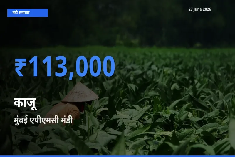 आज का मंडी भाव: काजू के सबसे ज़्यादा दाम मुंबई एपीएमसी में