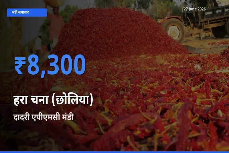 दादरी एपीएमसी मंडी में आज हरा चना (छोलिया) के सबसे ऊँचे दाम दर्ज