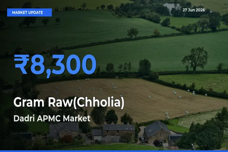 Top Performer! Dadri APMC Offers Best Gram Raw(Chholia) Price Today