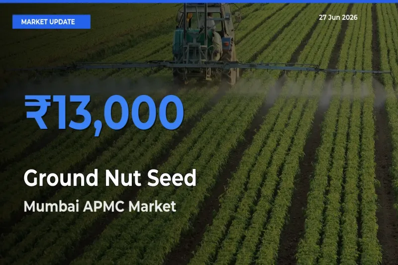 Ground Nut Seed Mandi Rate Today: Mumbai APMC Tops the List