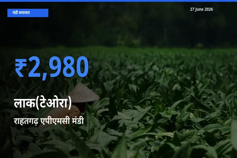 राहतगढ़ एपीएमसी मंडी में लाक(टेओरा) ₹2,980 पर पहुँचा – आज का सर्वोच्च भाव