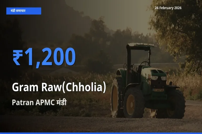टॉप मंडी बना Patran APMC! Gram Raw(Chholia) के सबसे ऊँचे दाम यहीं दर्ज