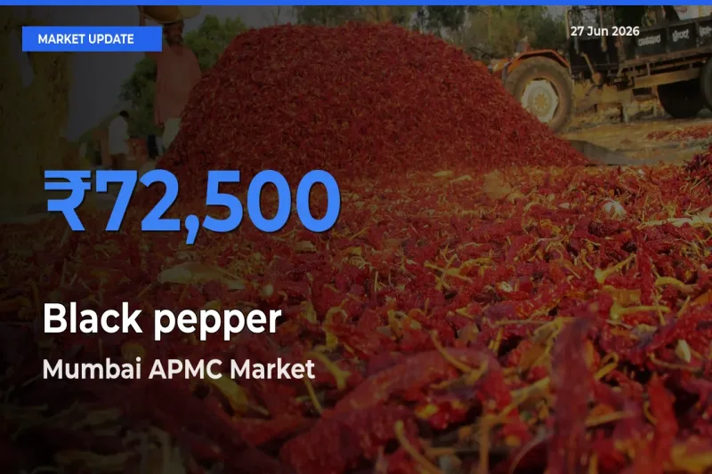Top Performer! Mumbai APMC Offers Best Black pepper Price Today