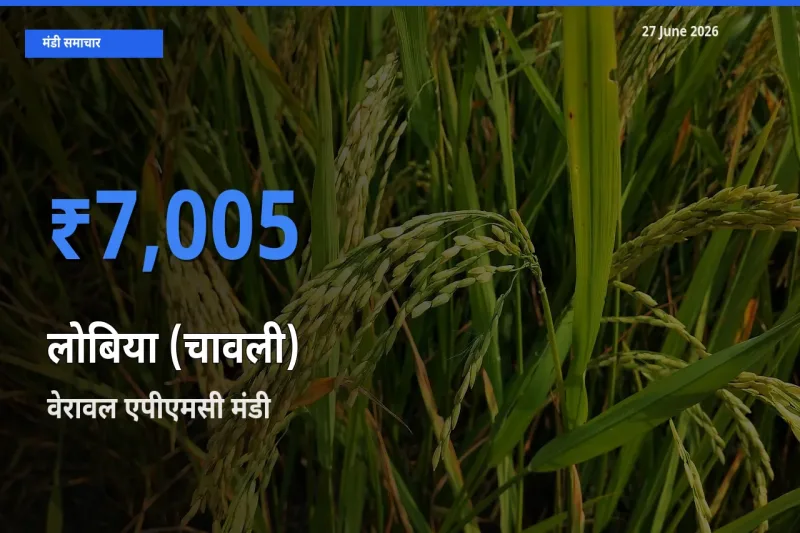 27 June अपडेट: लोबिया (चावली) के सबसे ऊँचे दाम वेरावल एपीएमसी मंडी में