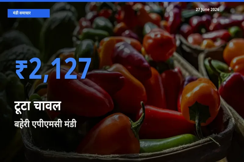 आज का मंडी भाव: टूटा चावल के सबसे ज़्यादा दाम बहेरी एपीएमसी में