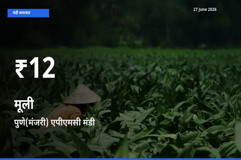 मूली के दामों में गिरावट, पुणे(मंजरी) एपीएमसी में 30 दिन का न्यूनतम भाव