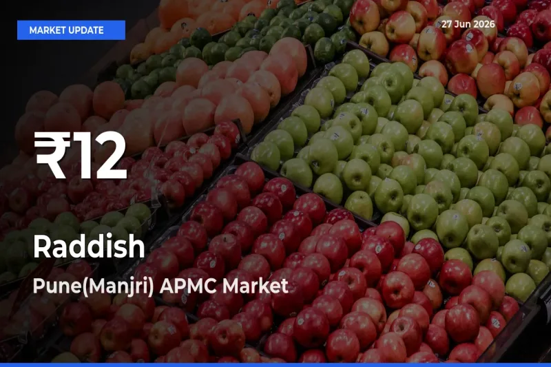 Big Drop! Raddish Slides to 30-Day Low at Pune(Manjri) APMC