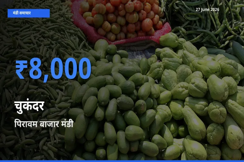 आज चुकंदर के सबसे ज़्यादा दाम पिरावम बाजार मंडी में दर्ज