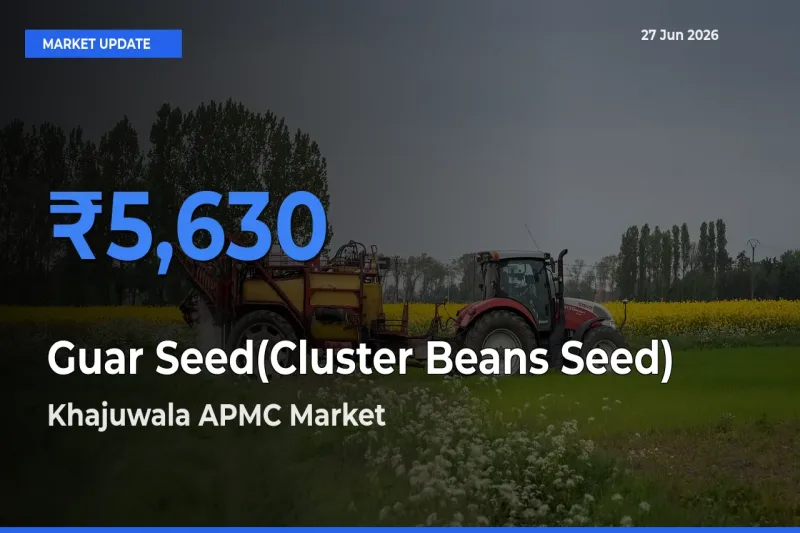 Khajuwala APMC Leads as Top Mandi for Guar Seed(Cluster Beans Seed) Prices