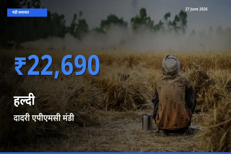 दादरी एपीएमसी मंडी में आज हल्दी के सबसे ऊँचे दाम दर्ज