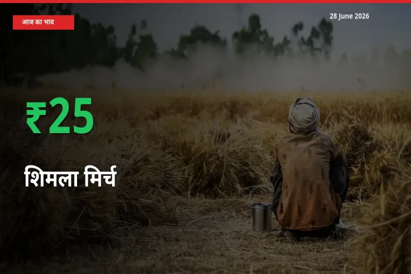 28 June अपडेट: शिमला मिर्च के दाम मंडी में 24.65% उछले