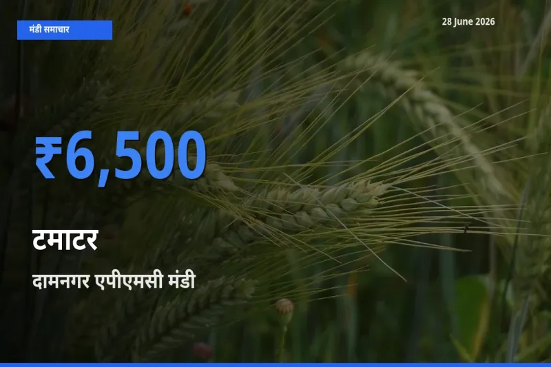आज टमाटर के सबसे ऊँचे दाम ₹6,500 दामनगर एपीएमसी मंडी में