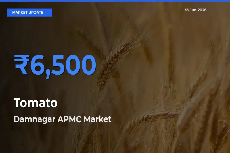 Damnagar APMC Tops Tomato Mandi Rates Today