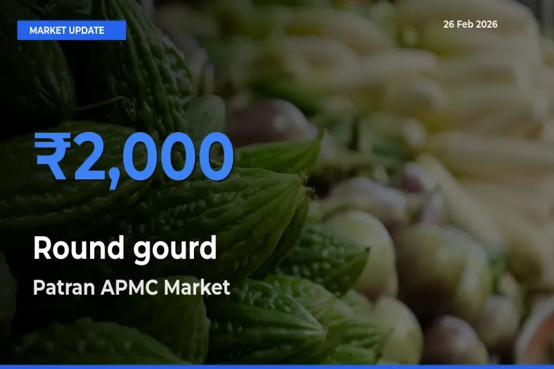 Top Performer! Patran APMC Offers Best Round gourd Price Today
