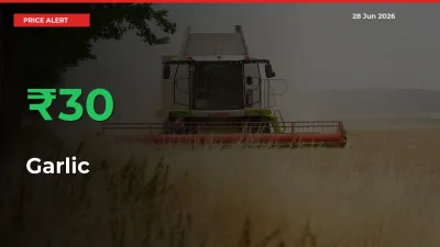 Garlic Prices Rise 29.62% in a Day at Major Mandis