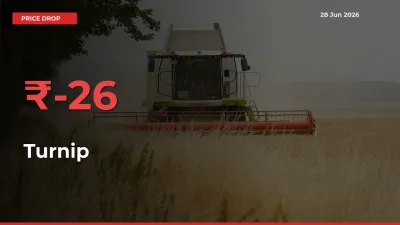 Sudden Shock! Turnip Drops 25.52% in 24 Hours at Top Mandis