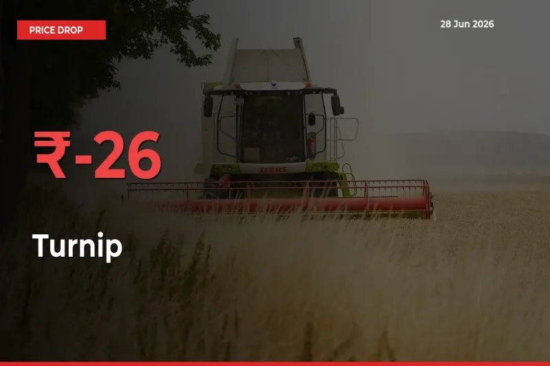 Sudden Shock! Turnip Drops 25.52% in 24 Hours at Top Mandis