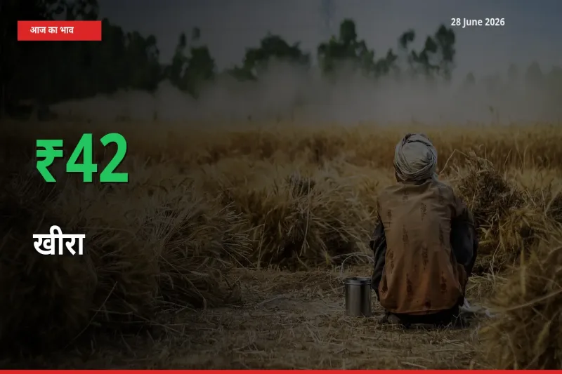 किसानों के लिए खुशखबरी! स्थानीय मंडी में खीरा 42.44% उछला