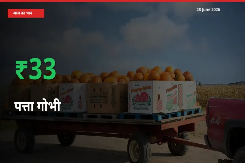 किसानों के लिए खुशखबरी! स्थानीय मंडी में पत्ता गोभी 33.3% उछला