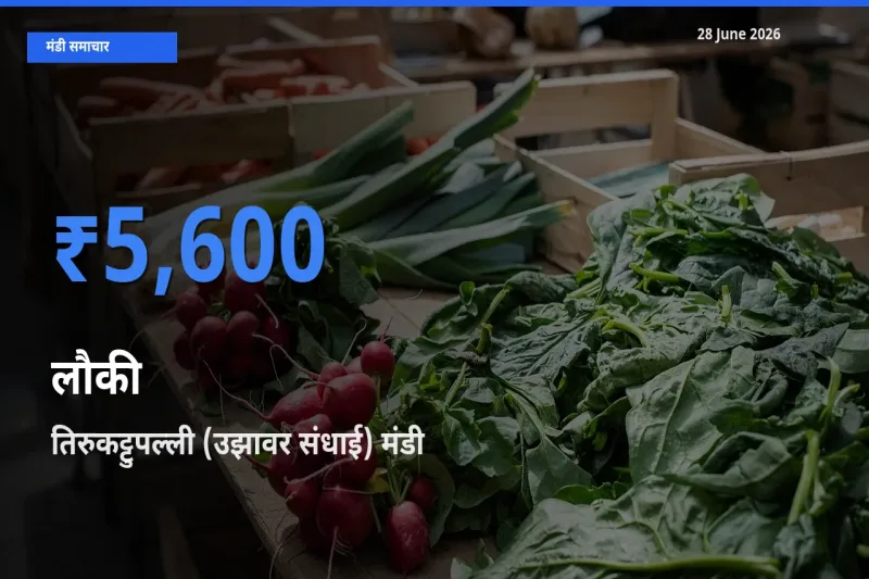 तिरुकट्टुपल्ली (उझावर संधाई) में लौकी का आज सबसे ऊँचा भाव