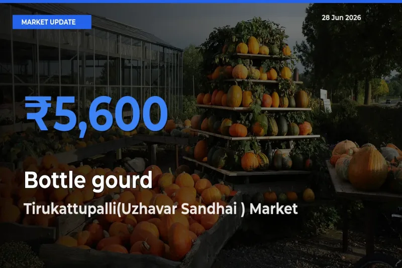 Market Watch: Tirukattupalli(Uzhavar Sandhai ) Becomes Top Mandi for Bottle gourd