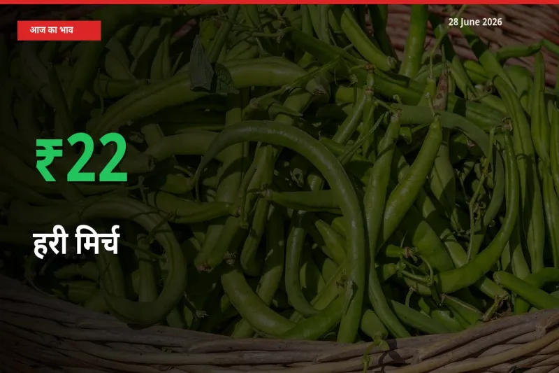 28 June अपडेट: हरी मिर्च के दाम मंडी में 21.99% उछले
