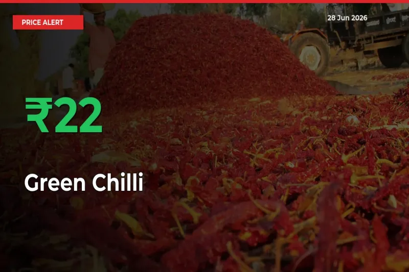 21.99% Spike in Green Chilli Prices – Mandi Sees Sudden Rally