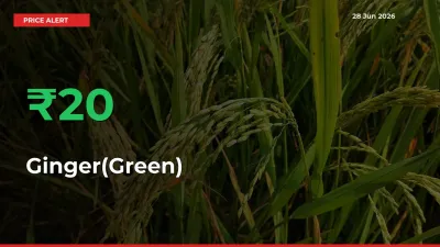 This Mandi Records 20.26% Jump in Ginger(Green) Prices