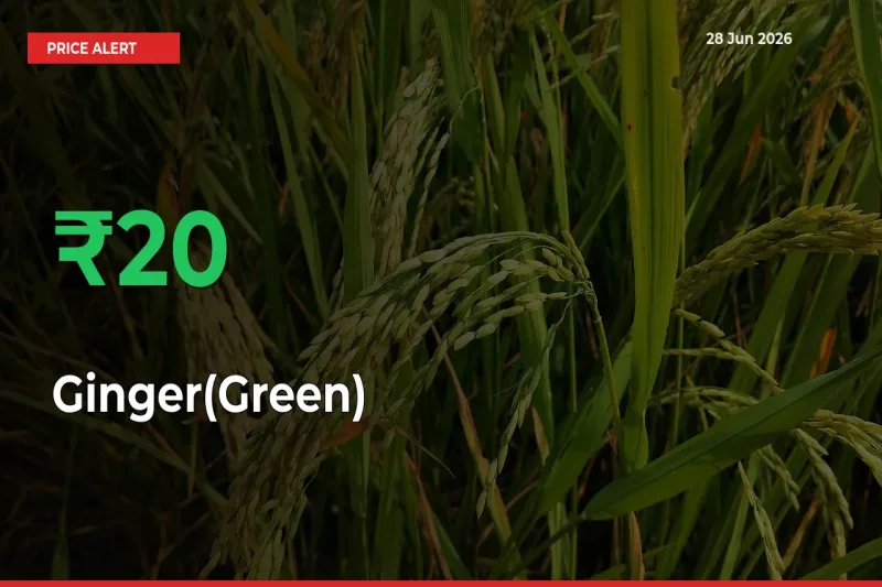 This Mandi Records 20.26% Jump in Ginger(Green) Prices