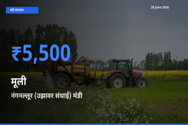किसानों की पसंद बना नंगनल्लूर (उझावर संधाई), मूली के सबसे अच्छे दाम