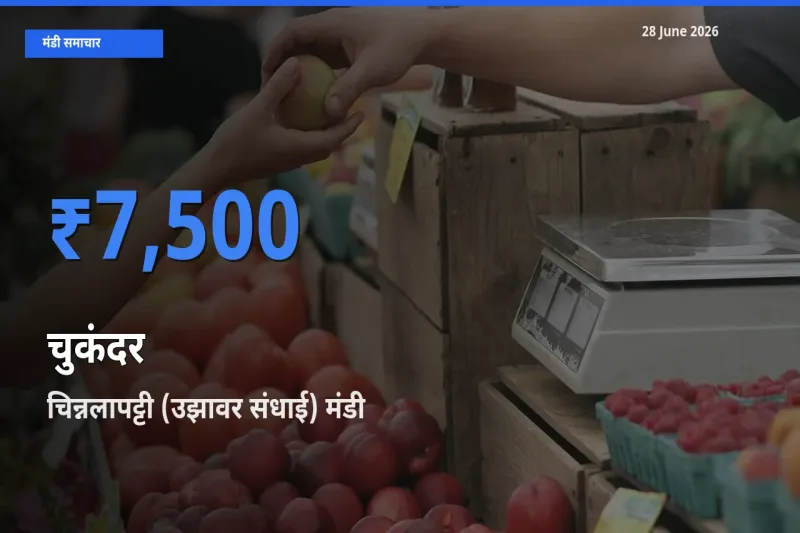आज चुकंदर के सबसे ज़्यादा दाम चिन्नलापट्टी (उझावर संधाई) मंडी में दर्ज