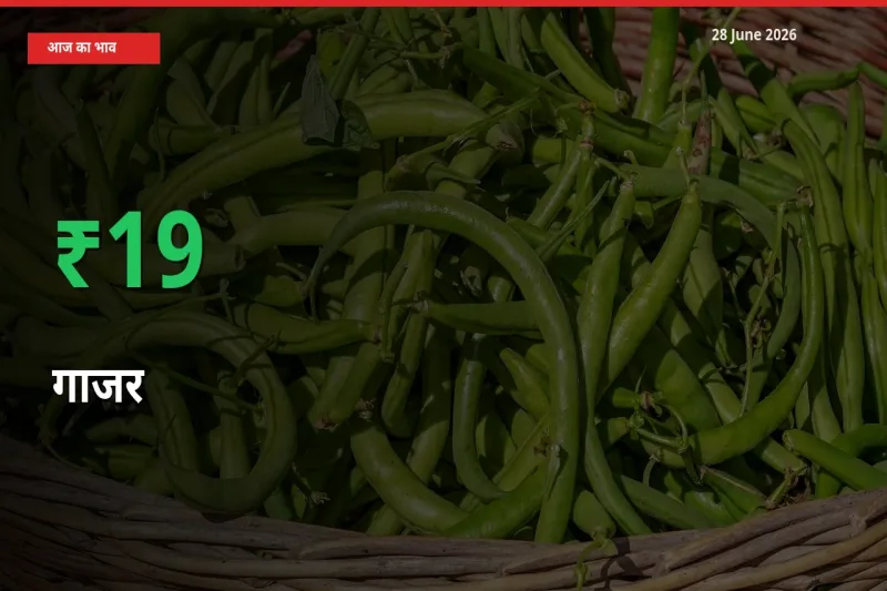 गाजर 18.72% उछला, मंडी