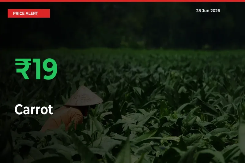 Sharp Jump! Carrot Prices Climb 18.72% in 24 Hours at Key Mandis
