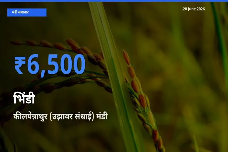 कीलपेन्नाथुर (उझावर संधाई) मंडी में आज भिंडी के सबसे ऊँचे दाम दर्ज