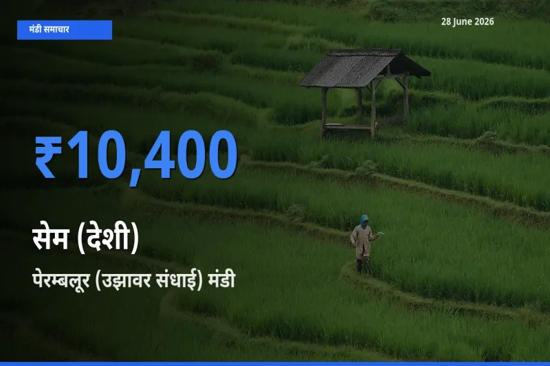 आज सेम (देशी) के सबसे ज़्यादा दाम पेरम्बलूर (उझावर संधाई) मंडी में दर्ज